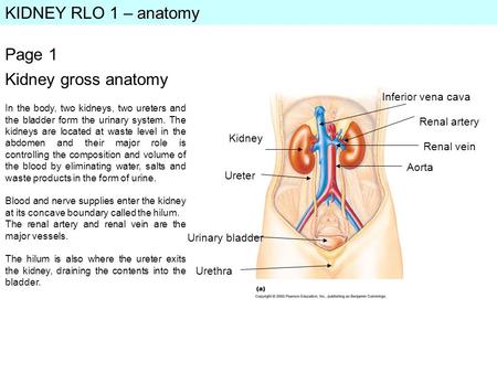 KIDNEY RLO 1 – anatomy Page 1 In the body, two kidneys, two ureters and the bladder form the urinary system. The kidneys are located at waste level in.