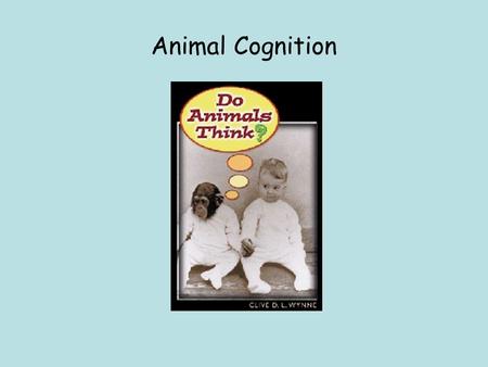 Animal Cognition. Aristotle Born 384 BC Classification Scala Naturae God Angels and Demons Man Wild Beasts Domesticated Beasts Plants Minerals.