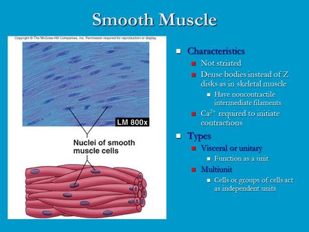 Smooth Muscle Characteristics Not striated Dense bodies instead of Z disks as in skeletal muscle Have noncontractile intermediate filaments Ca 2+ required.