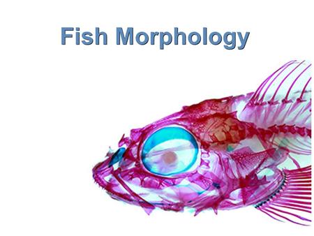 Fish Morphology. Phylum Chordata Subphylum Vertebrata Class Agnatha Class Chondrichthyes Class Osteichthyes Class Amphibia Class Reptilia Class Aves Class.
