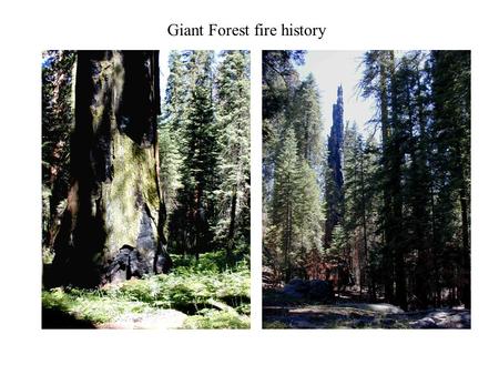 Giant Forest fire history. Vegetation, species composition plot data:  Compare pre-settlement composition estimates with current stand composition.