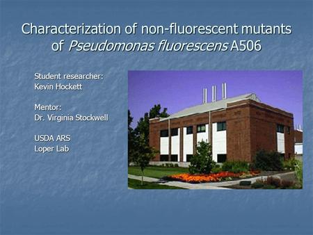 Characterization of non-fluorescent mutants of Pseudomonas fluorescens A506 Student researcher: Kevin Hockett Mentor: Dr. Virginia Stockwell USDA ARS Loper.