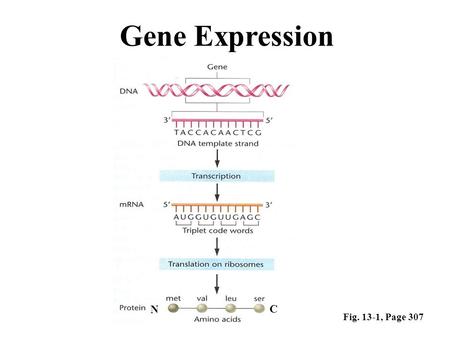 N C Fig. 13-1, Page 307 Gene Expression. Pg. 242 Deoxyribonucleotide.