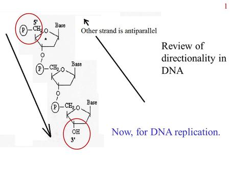 1 Review of directionality in DNA Now, for DNA replication.