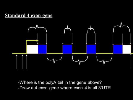 Standard 4 exon gene -Where is the polyA tail in the gene above? -Draw a 4 exon gene where exon 4 is all 3’UTR.