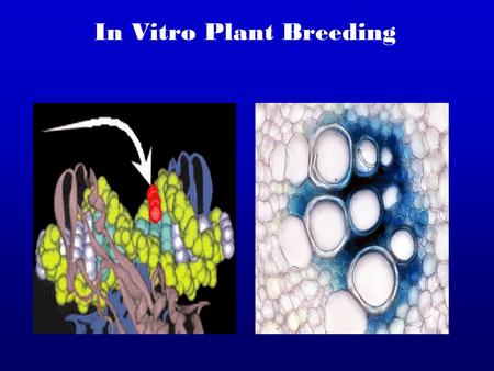 In Vitro Plant Breeding. In vitro Culture The culture and maintenance of plant cells and organs under artificial conditions in tubes, glasses plastics.