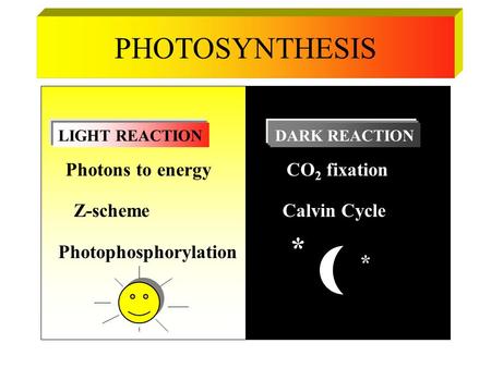 PHOTOSYNTHESIS * Photons to energy CO2 fixation Z-scheme Calvin Cycle