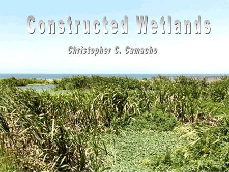 Characteristics of Wetlands  Must have Hydrophytes Hydrophytes Soils that are saturated, flooded or ponded long enough to develop anaerobic conditions.Soils.