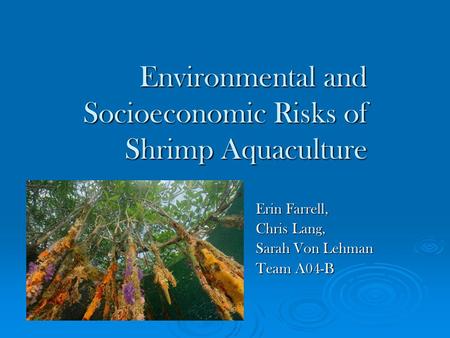 Environmental and Socioeconomic Risks of Shrimp Aquaculture Erin Farrell, Chris Lang, Sarah Von Lehman Team A04-B.