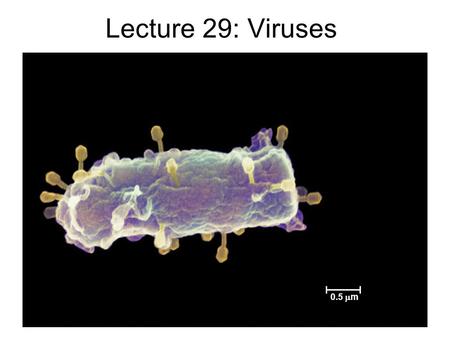 Lecture 29: Viruses 0.5 m.