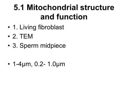 5.1 Mitochondrial structure and function 1. Living fibroblast 2. TEM 3. Sperm midpiece 1-4μm, 0.2- 1.0μm.