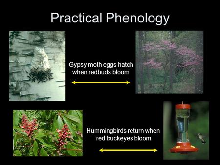 Practical Phenology Hummingbirds return when red buckeyes bloom Gypsy moth eggs hatch when redbuds bloom.