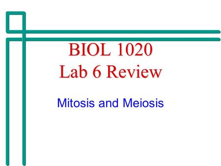 BIOL 1020 Lab 6 Review Mitosis and Meiosis.