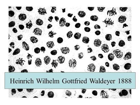 Heinrich Wilhelm Gottfried Waldeyer 1888 What is so special about chromosomes ? 1.They are huge: One bp = 600 dalton, an average chromosome is 10 7 bp.