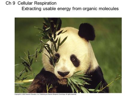 Ch 9 Cellular Respiration Extracting usable energy from organic molecules.