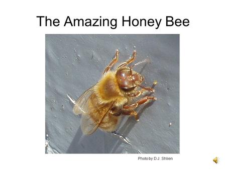 The Amazing Honey Bee Photo by D.J. Shlien. We hear about various problems with bees: bee mites Africanized bees colony collapse disorder. Should we care?
