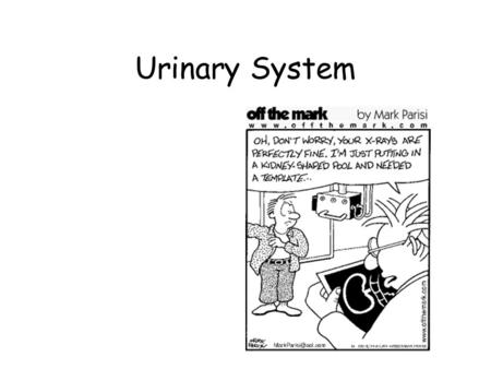 Urinary System. Functions of Urinary System Filter Blood Regulation of Blood Volume/Pressure [renin] Regulation of the solute concentration of the Blood: