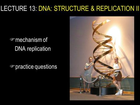 F mechanism of DNA replication F practice questions LECTURE 13: DNA: STRUCTURE & REPLICATION II.