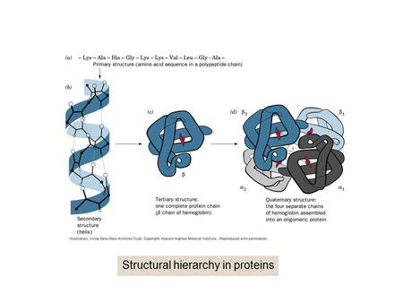 Structural hierarchy in proteins. The reaction of dansyl chloride in end group analysis.