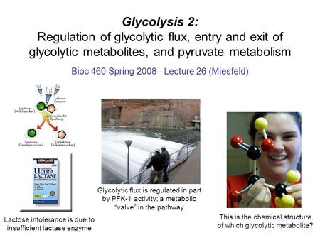 Glycolysis 2: Regulation of glycolytic flux, entry and exit of glycolytic metabolites, and pyruvate metabolism Bioc 460 Spring 2008 - Lecture 26 (Miesfeld)