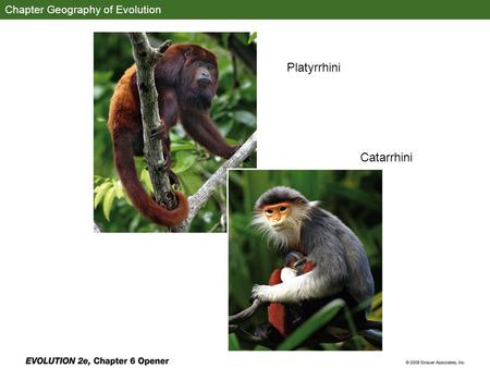 Chapter Geography of Evolution Platyrrhini Catarrhini.