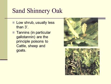 Sand Shinnery Oak Low shrub, usually less than 3’. Tannins (in particular gallotannin) are the principle poisons to Cattle, sheep and goats.