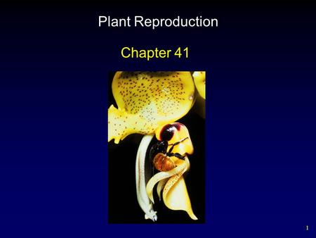 Plant Reproduction Chapter 41.