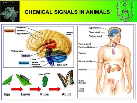 CHEMICAL SIGNALS IN ANIMALS