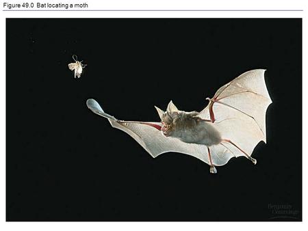 Figure 49.0 Bat locating a moth. Figure 49.2 Sensory transduction by a taste receptor.