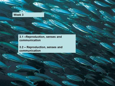 3.1 –Reproduction, senses and communication 3.2 – Reproduction, senses and communication Week 3.