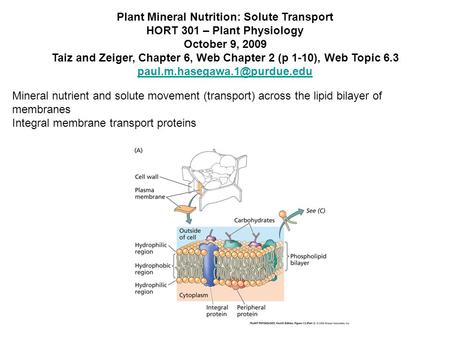 Plant Mineral Nutrition: Solute Transport HORT 301 – Plant Physiology October 9, 2009 Taiz and Zeiger, Chapter 6, Web Chapter 2 (p 1-10), Web Topic 6.3.