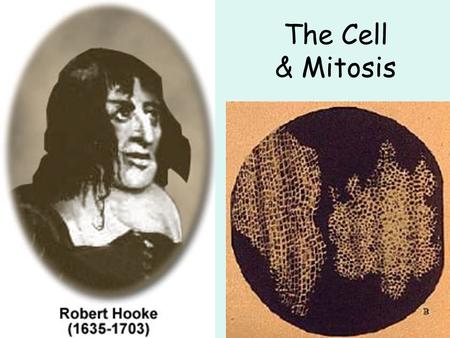 The Cell & Mitosis. The Cell: Fundamental Unit of Life Life as we define it consists of cells All cells arise from previously existing cells Organisms.