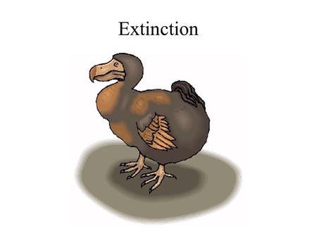 Extinction. The dodo What makes species vulnerable to extinction?