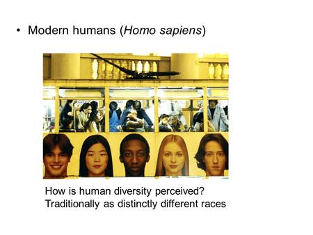 Modern humans (Homo sapiens) How is human diversity perceived? Traditionally as distinctly different races.