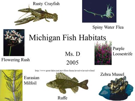 Michigan Fish Habitats Ms. D 2005  Rusty Crayfish Spiny Water Flea Flowering Rush Purple.