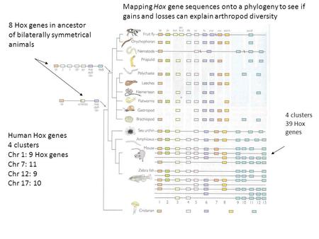 Human Hox genes 4 clusters Chr 1: 9 Hox genes Chr 7: 11 Chr 12: 9 Chr 17: 10 8 Hox genes in ancestor of bilaterally symmetrical animals Mapping Hox gene.