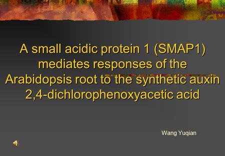 A small acidic protein 1 (SMAP1) mediates responses of the Arabidopsis root to the synthetic auxin 2,4-dichlorophenoxyacetic acid Wang Yuqian.