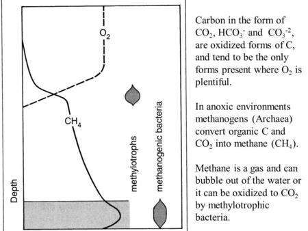 Carbon in the form of CO 2, HCO 3 - and CO 3 -2, are oxidized forms of C, and tend to be the only forms present where O 2 is plentiful. In anoxic environments.