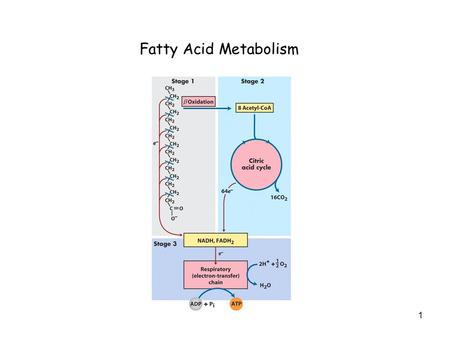 1 Fatty Acid Metabolism. 2 Free Energy of Oxidation of Carbon Compounds.