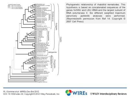 Phylogenetic relationship of rhabditid nematodes. This hypothesis is based on concatenated sequences of the genes forSSU and LSU rRNA and the largest subunit.