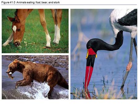 Figure 41.0 Animals eating: foal, bear, and stork.