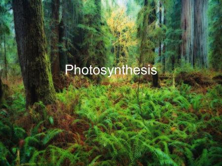 Photosynthesis. What is photosynthesis? Photosynthesis may look like a large, intimidating word. Let’s break it down in order to get a general idea of.