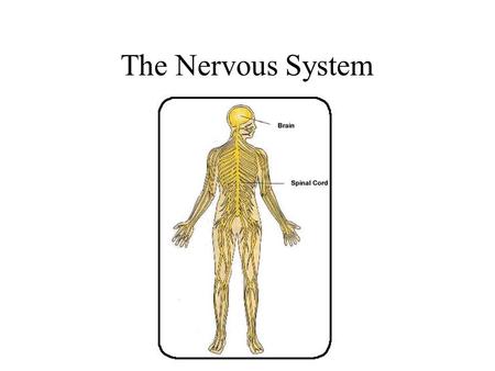The Nervous System. Divisions of the Nervous System Central Nervous System [CNS] = Spinal Cord Brain Peripheral Nervous System [PNS]= Spinal Nerves.