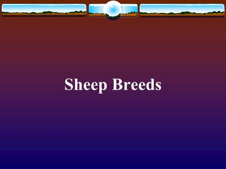 Sheep Breeds. Merino Pictures from  Originated in Spain Now common in Australia Dual purpose breed--wool and.