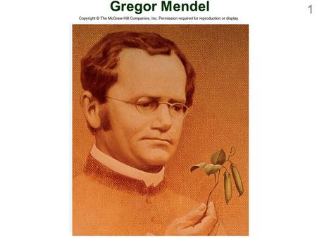 1 Gregor Mendel. Mendelian Inheritance 2 Gregor Mendel Austrian monk  Studied science and mathematics at University of Vienna  Conducted breeding experiments.