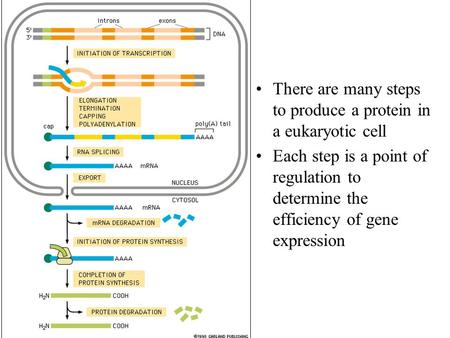 There are many steps to produce a protein in a eukaryotic cell Each step is a point of regulation to determine the efficiency of gene expression.