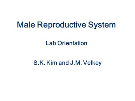 Male Reproductive System Lab Orientation