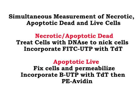 Simultaneous Measurement of Necrotic, Apoptotic Dead and Live Cells Necrotic/Apoptotic Dead Treat Cells with DNAse to nick cells Incorporate FITC-UTP with.