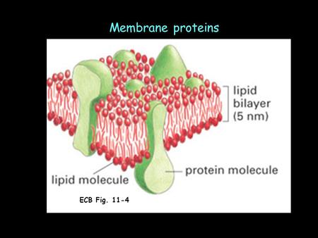 Membrane proteins ECB Fig. 11-4. Membrane proteins have a variety of functions.