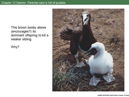 Chapter 12 Opener: Parental care is full of puzzles This brown booby allows (encourages?) its dominant offspring to kill a weaker sibling. Why?